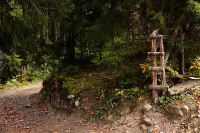 Picturesque view of pathway in forest on autumn day