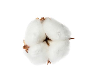 Beautiful fluffy cotton flower isolated on white