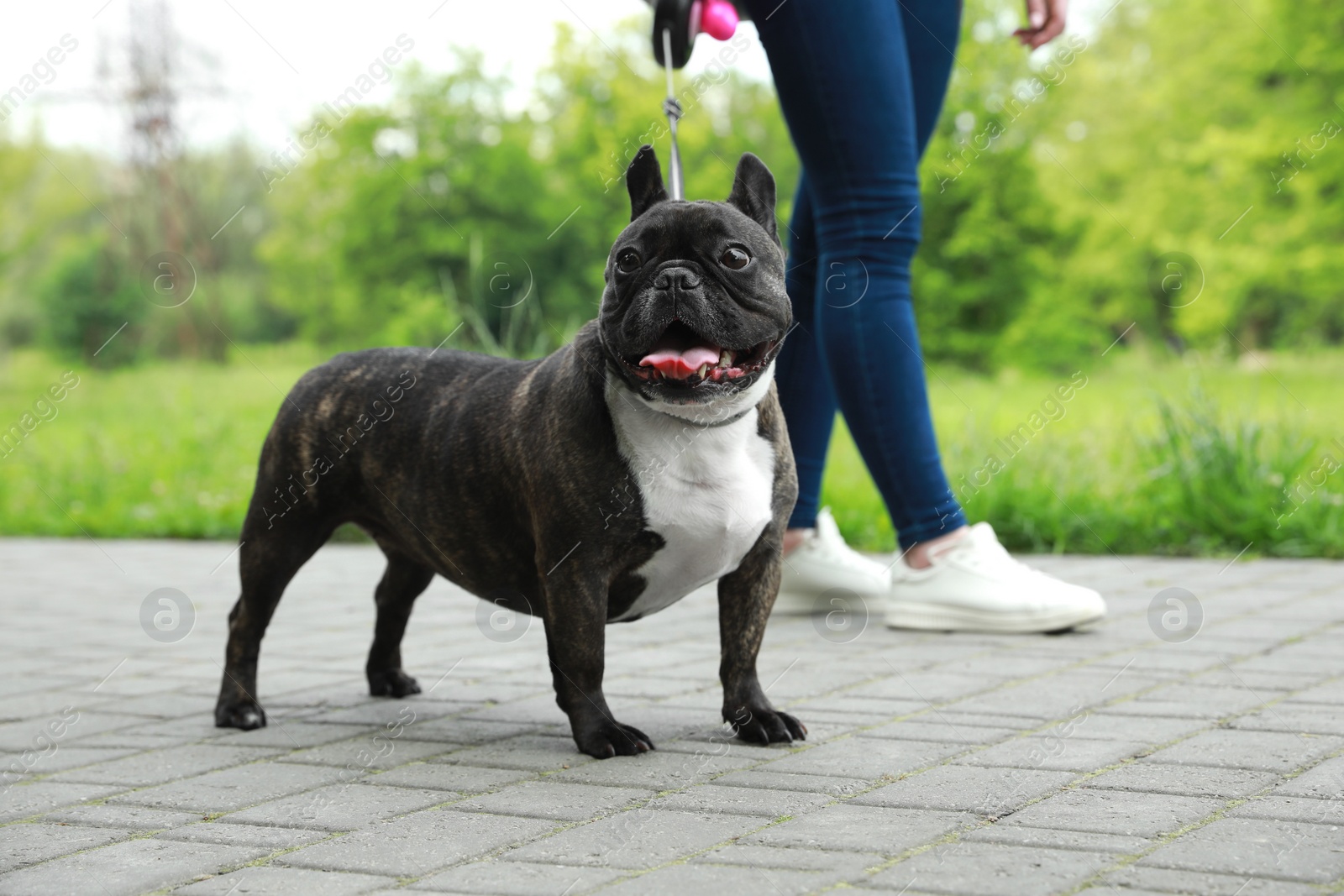 Photo of Woman walking with cute French Bulldog outdoors, closeup