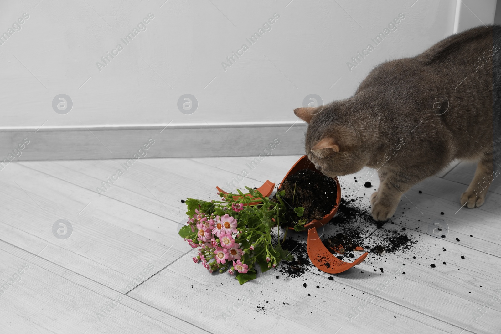 Photo of Cute cat and broken flower pot with cineraria plant on floor indoors. Space for text