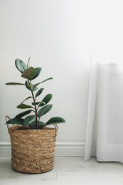 Photo of Beautiful tropical plant in wicker pot near white wall