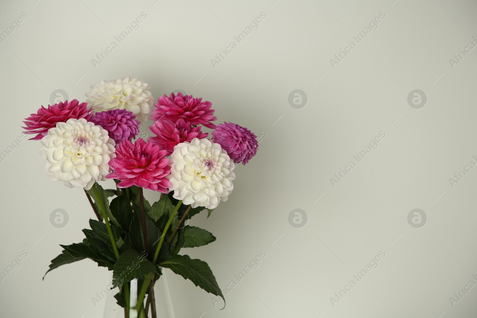 Bouquet of beautiful Dahlia flowers near white wall, space for text Photo of Bouquet of beautiful Dahlia flowers near white wall, space for text