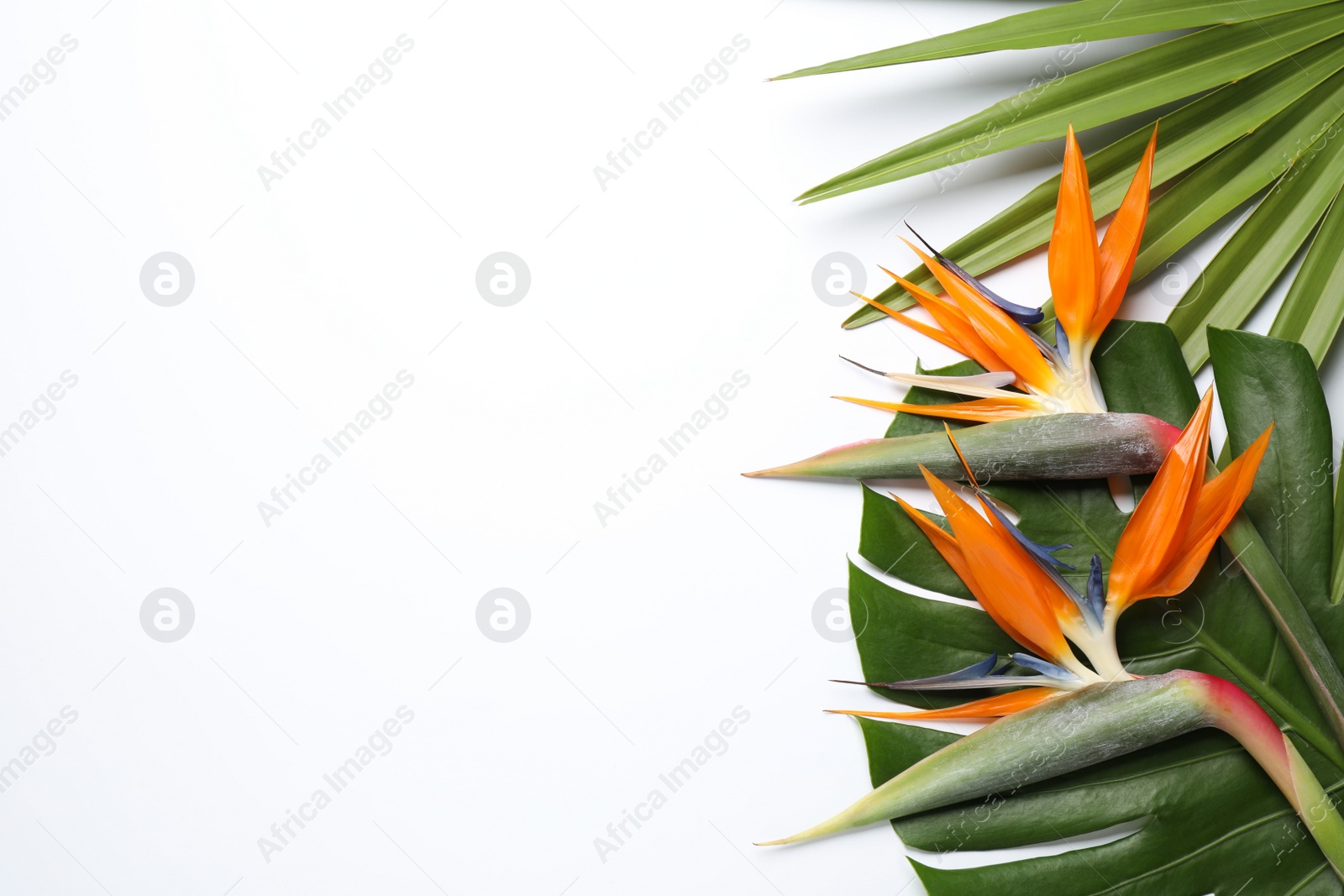 Photo of Bird of Paradise tropical flowers on white background, top view