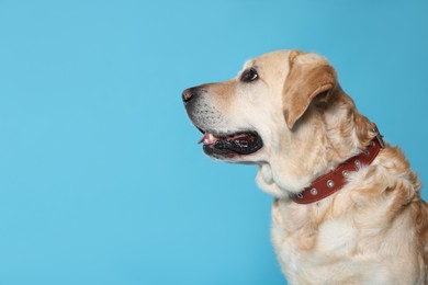 Photo of Cute Labrador Retriever in dog collar on light blue background. Space for text