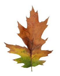 Photo of Beautiful leaf isolated on white. Autumn season