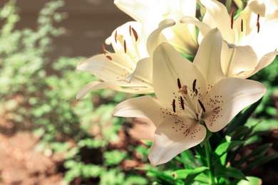 Photo of Beautiful blooming lily flowers in garden, closeup