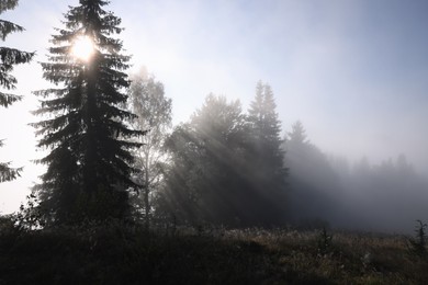 Beautiful forest with green trees in foggy morning