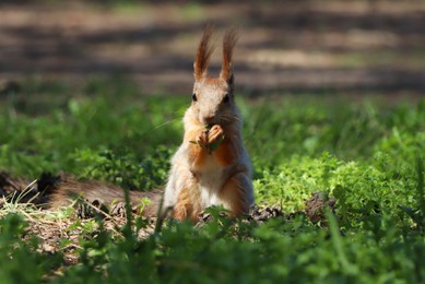 Cute red squirrel on grass in forest