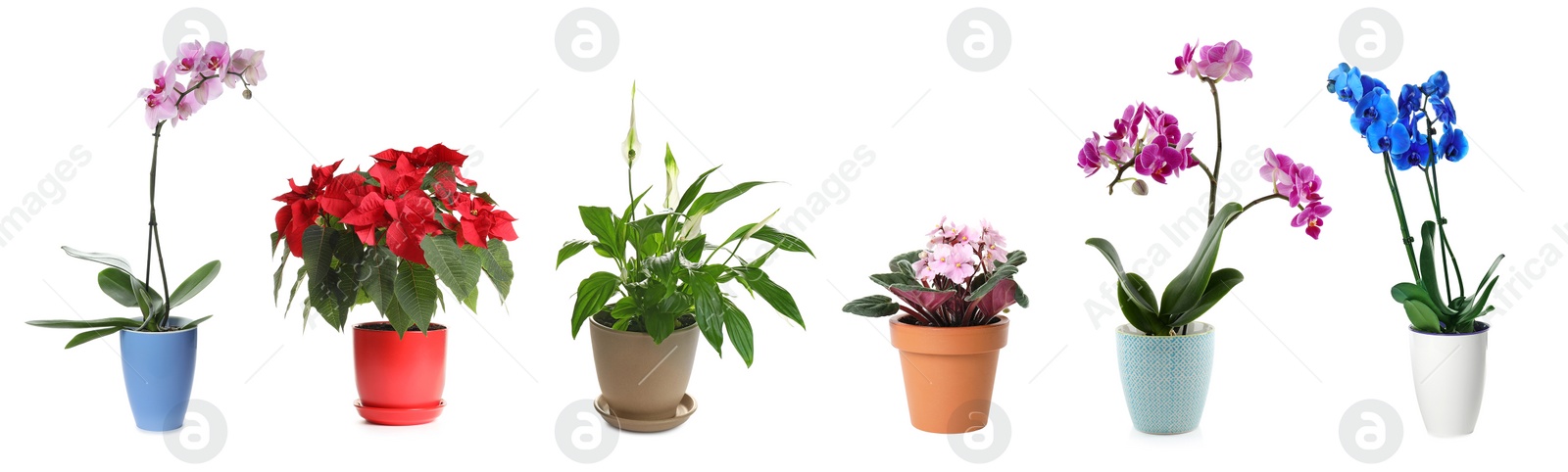 Image of Set of different houseplants in flower pots on white background. Banner design