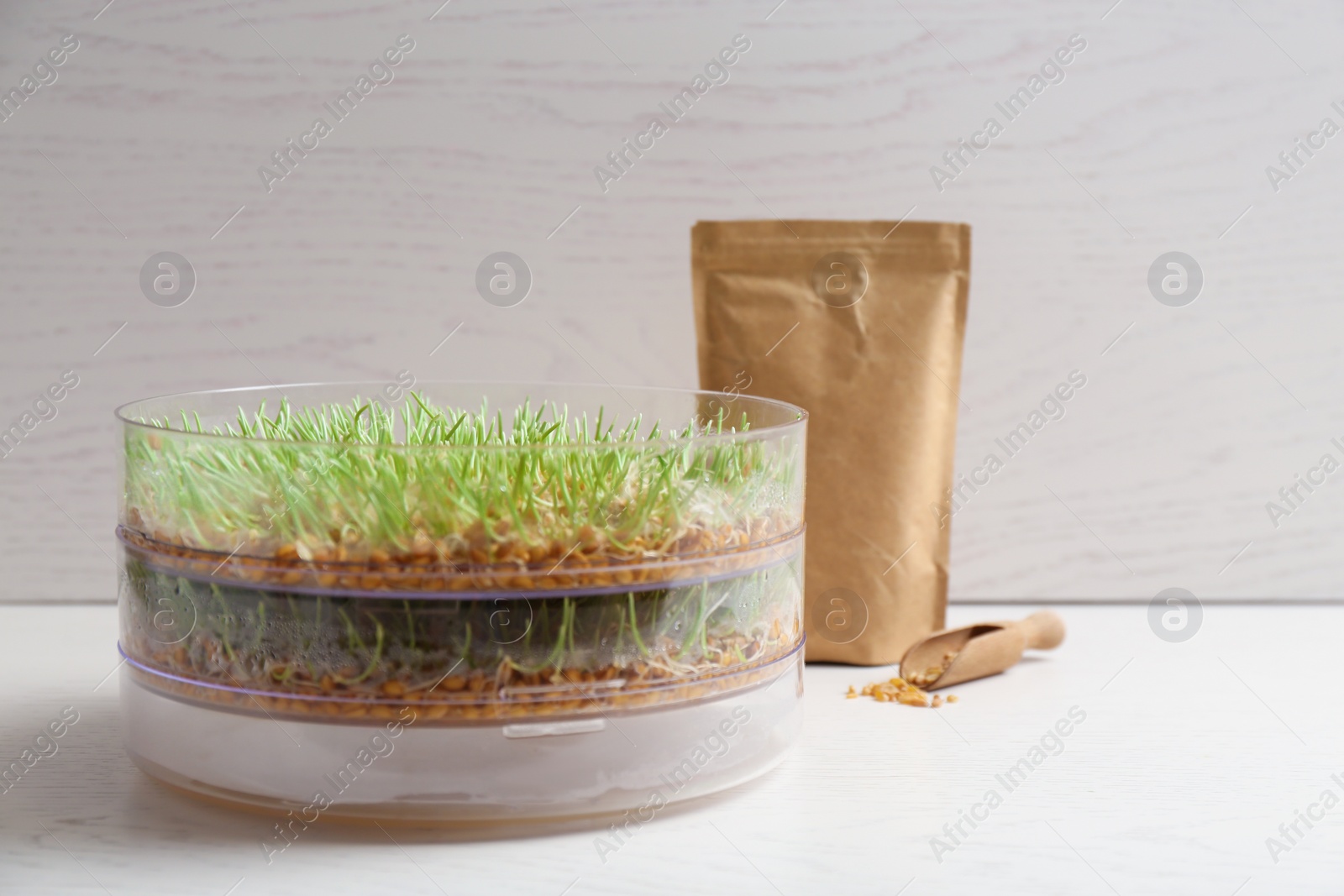 Photo of Wheat grass in sprouter on table against light background, space for text