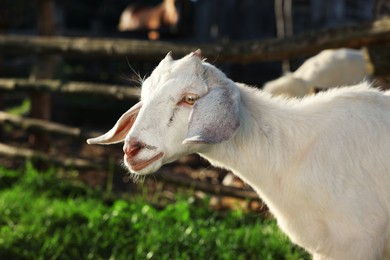Photo of Cute white goat at farm, space for text