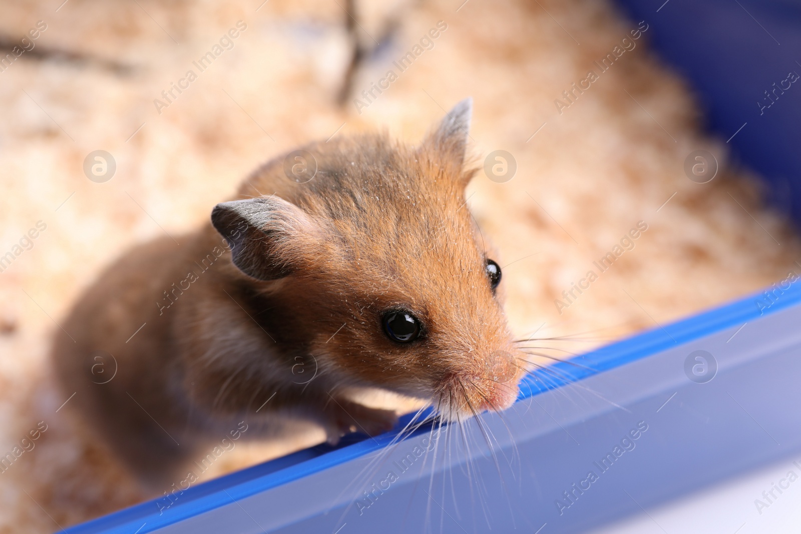 Photo of Cute little hamster in tray, closeup view