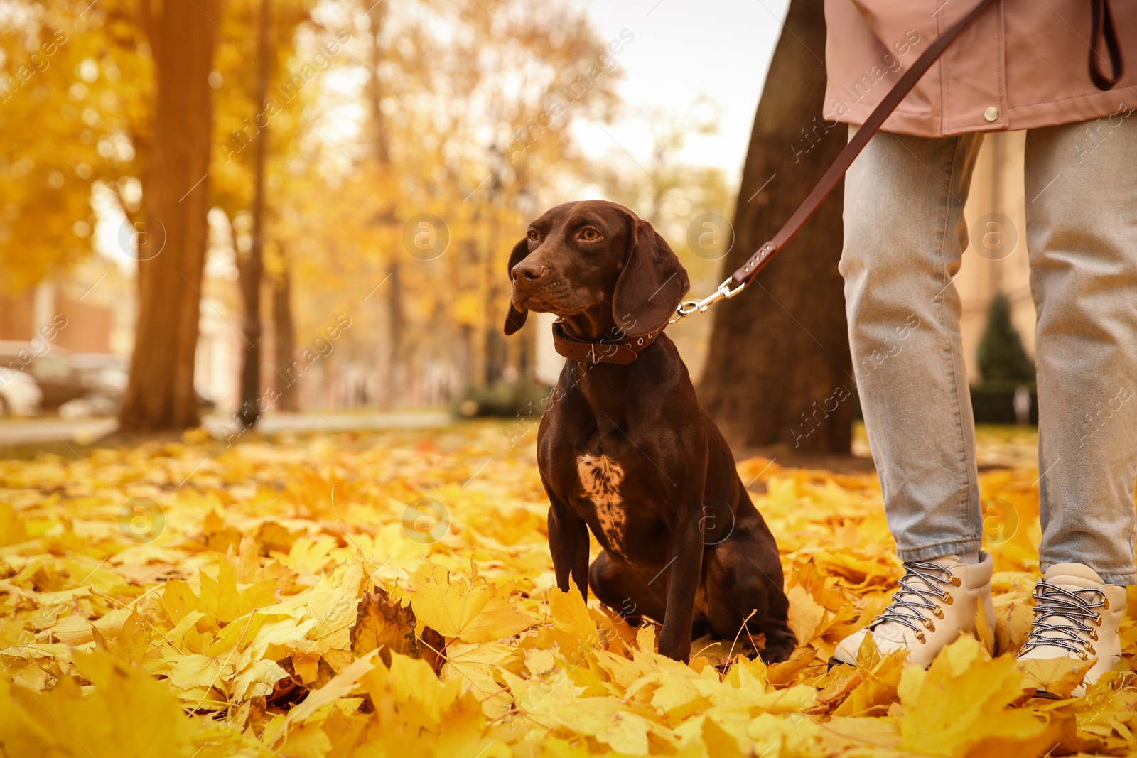 Photo of Woman with cute German Shorthaired Pointer in park on autumn day