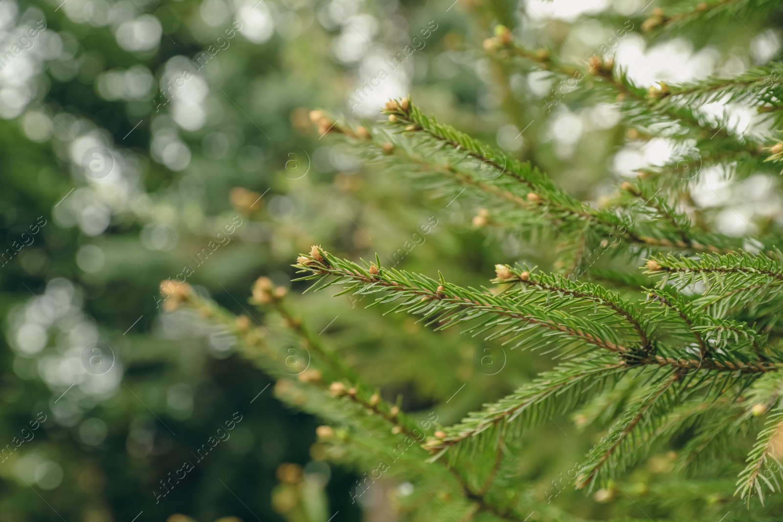 Photo of Green branches of beautiful conifer tree with small cones outdoors, closeup