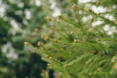 Green branches of beautiful conifer tree with small cones outdoors, closeup