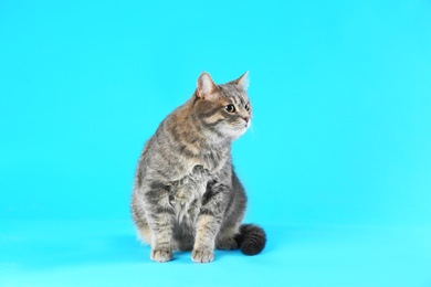 Photo of Cute gray tabby cat on light blue background. Lovely pet