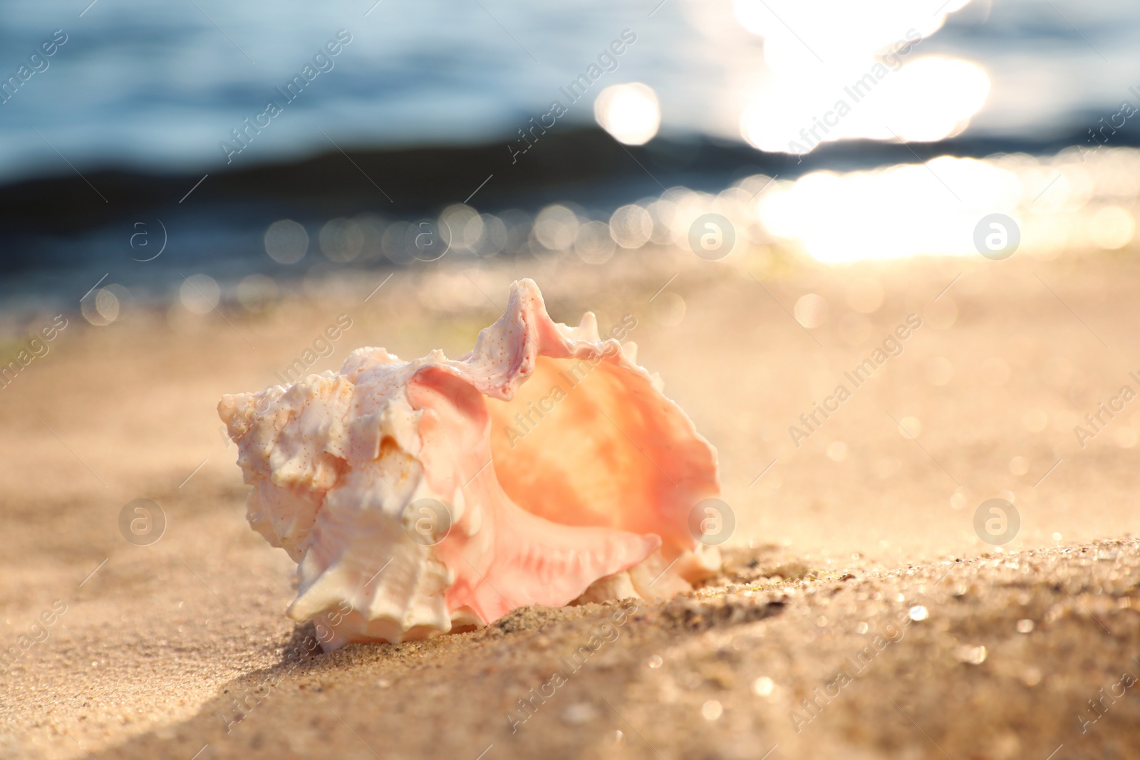 Photo of Beautiful exotic sea shell on sandy beach