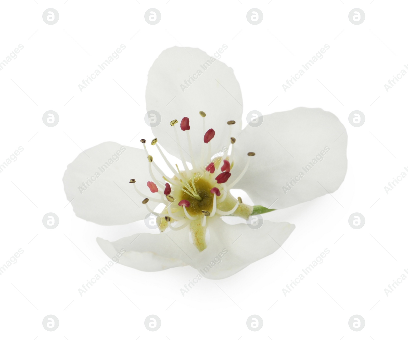 Photo of Beautiful flower of blossoming pear tree on white background