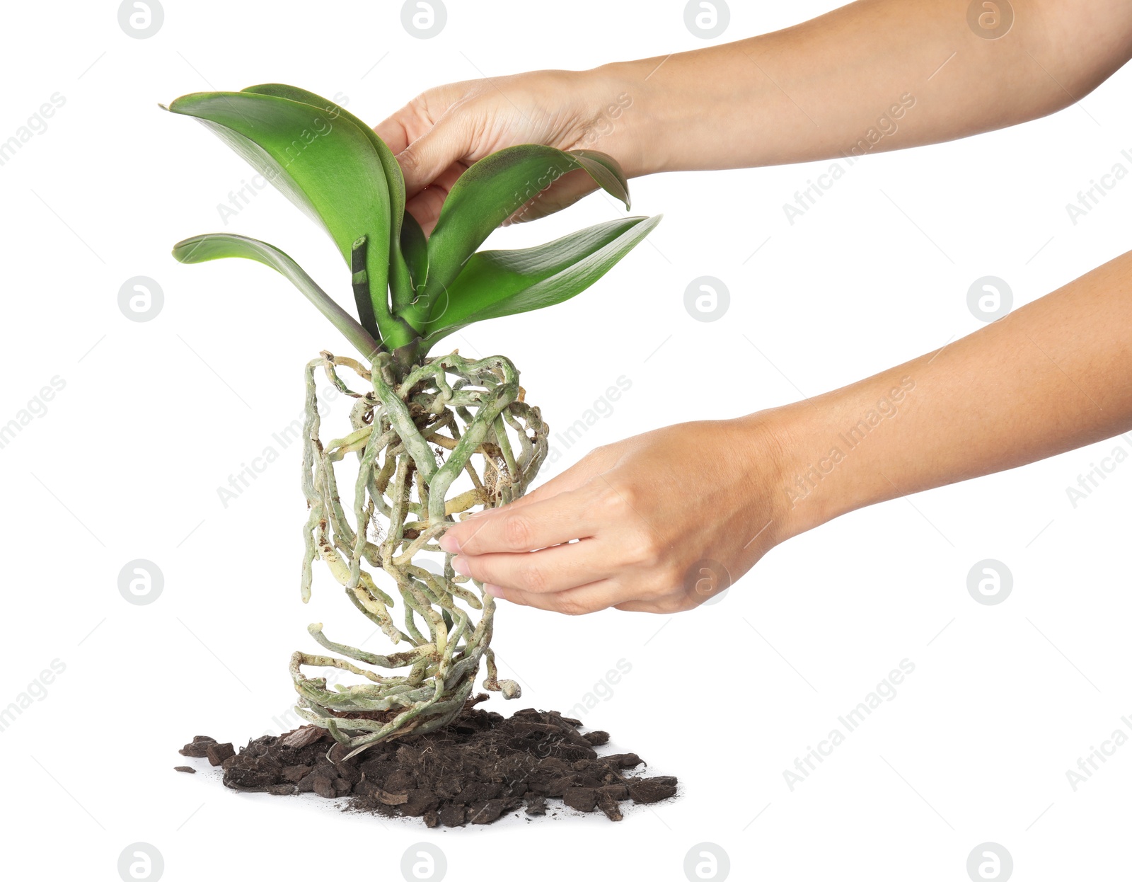 Photo of Woman holding orchid plant on white background