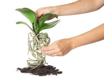 Photo of Woman holding orchid plant on white background