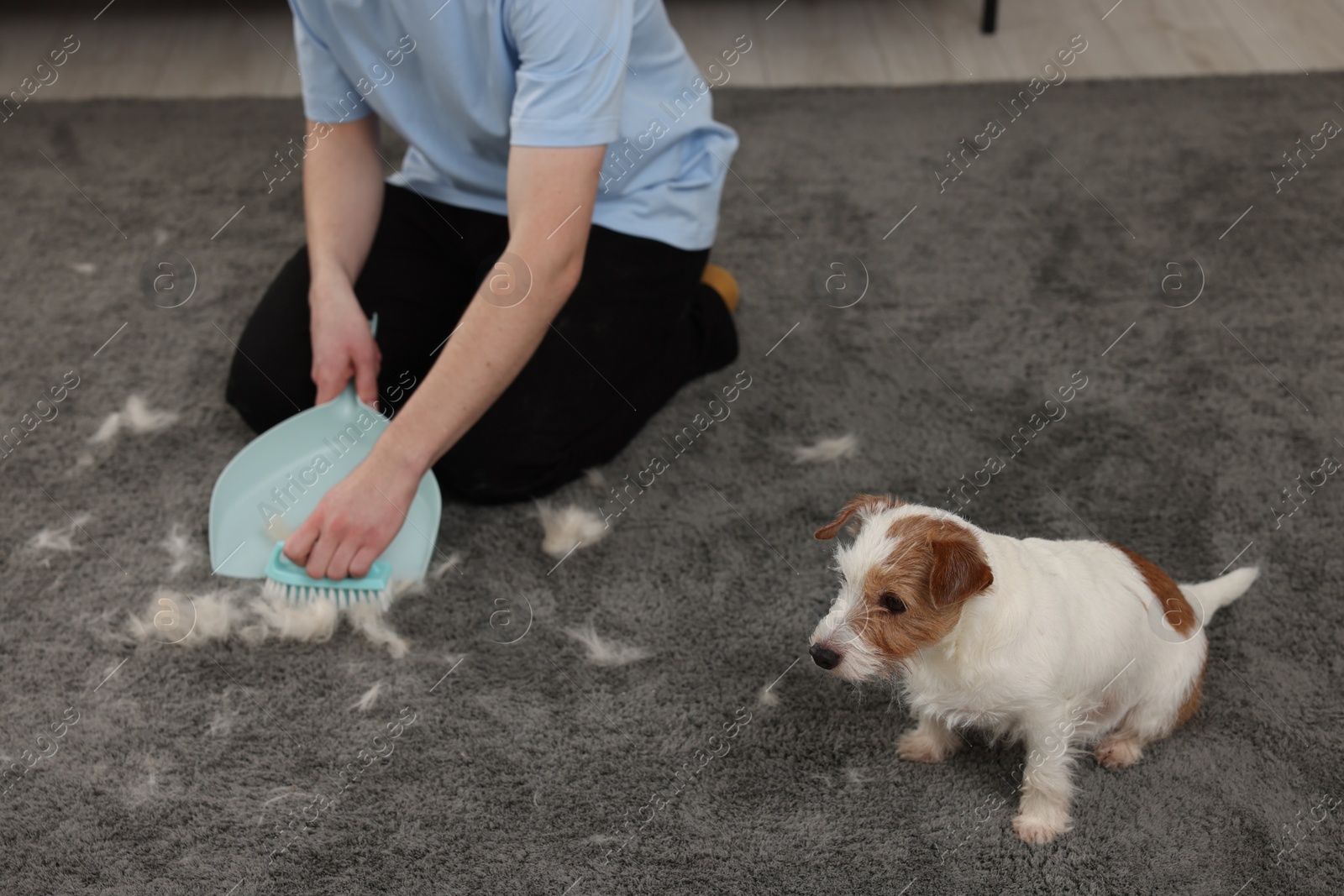 Photo of Man with brush and pan removing pet hair from carpet at home, closeup