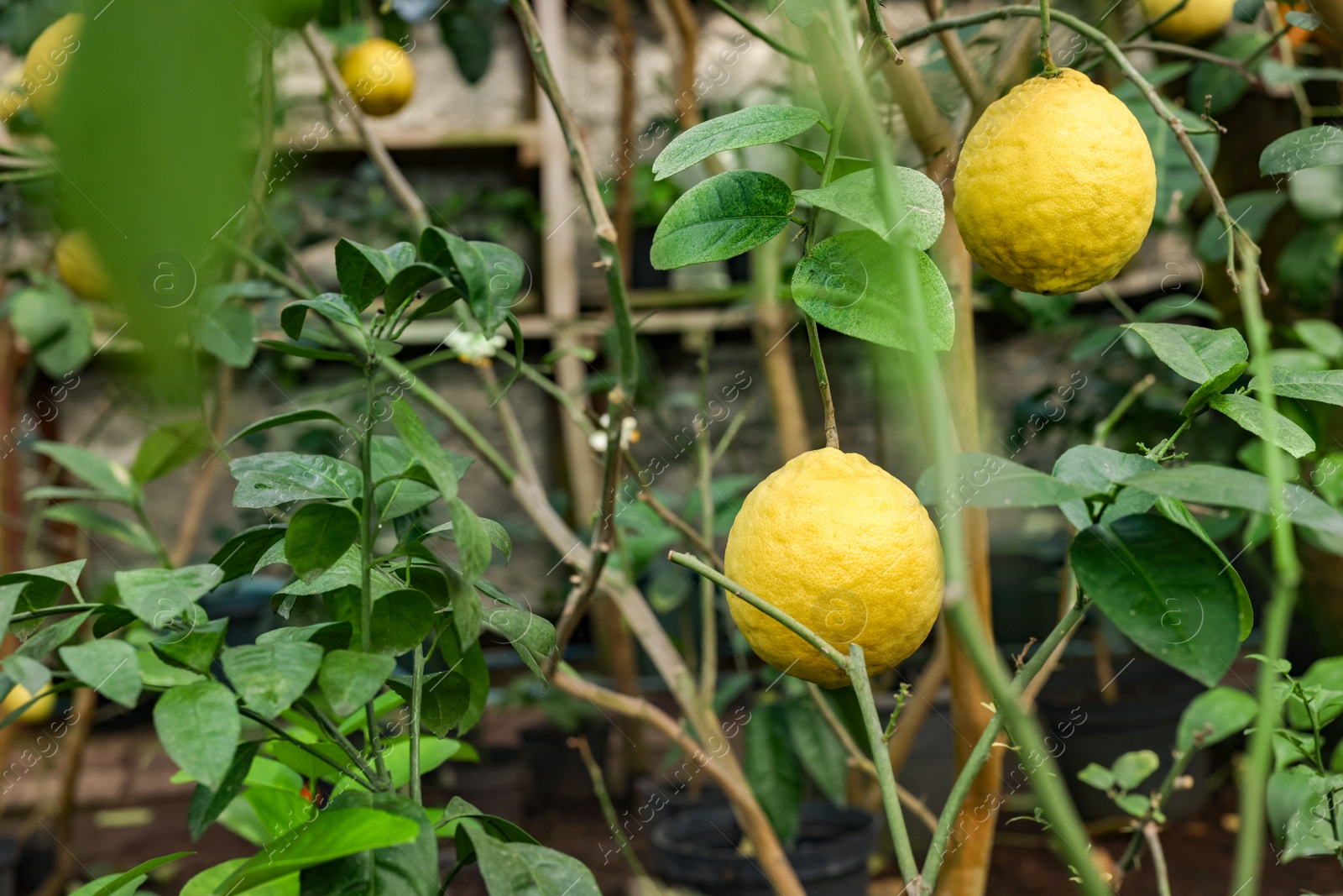 Photo of Lemon tree with ripe fruits in greenhouse