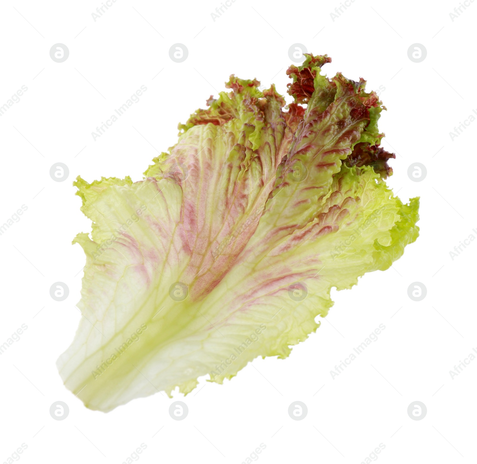 Photo of Leaf of fresh red coral lettuce isolated on white