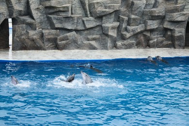 Dolphins swimming in pool at marine mammal park