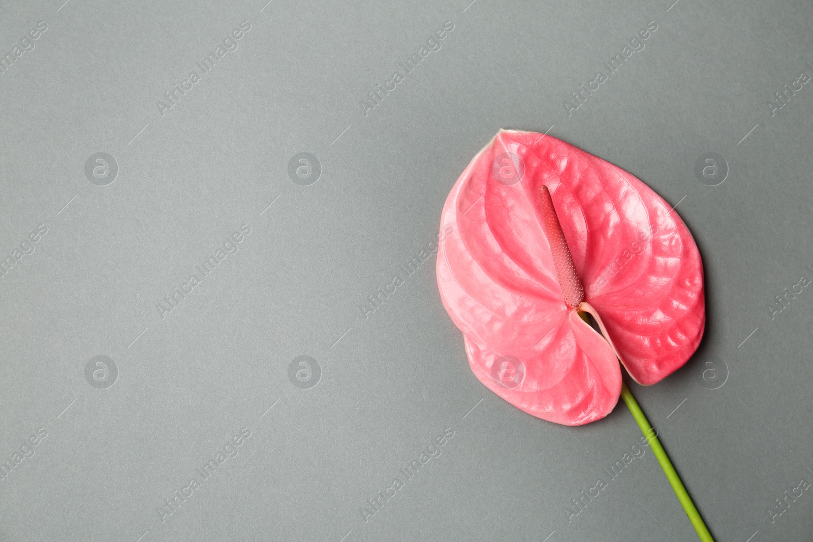 Photo of Beautiful pink anthurium flower on gray background. Tropical plant