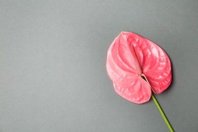 Beautiful pink anthurium flower on gray background. Tropical plant