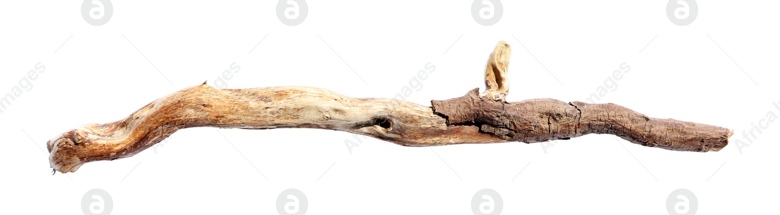 Photo of Old dry tree branch isolated on white, top view