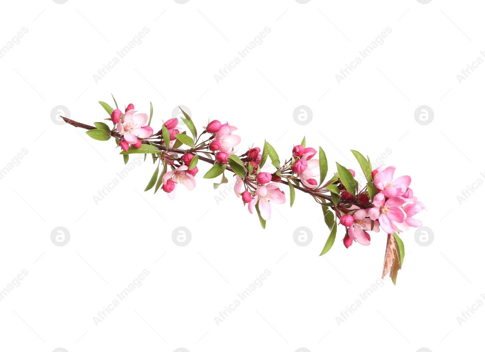 Photo of Beautiful sakura tree branch isolated on white