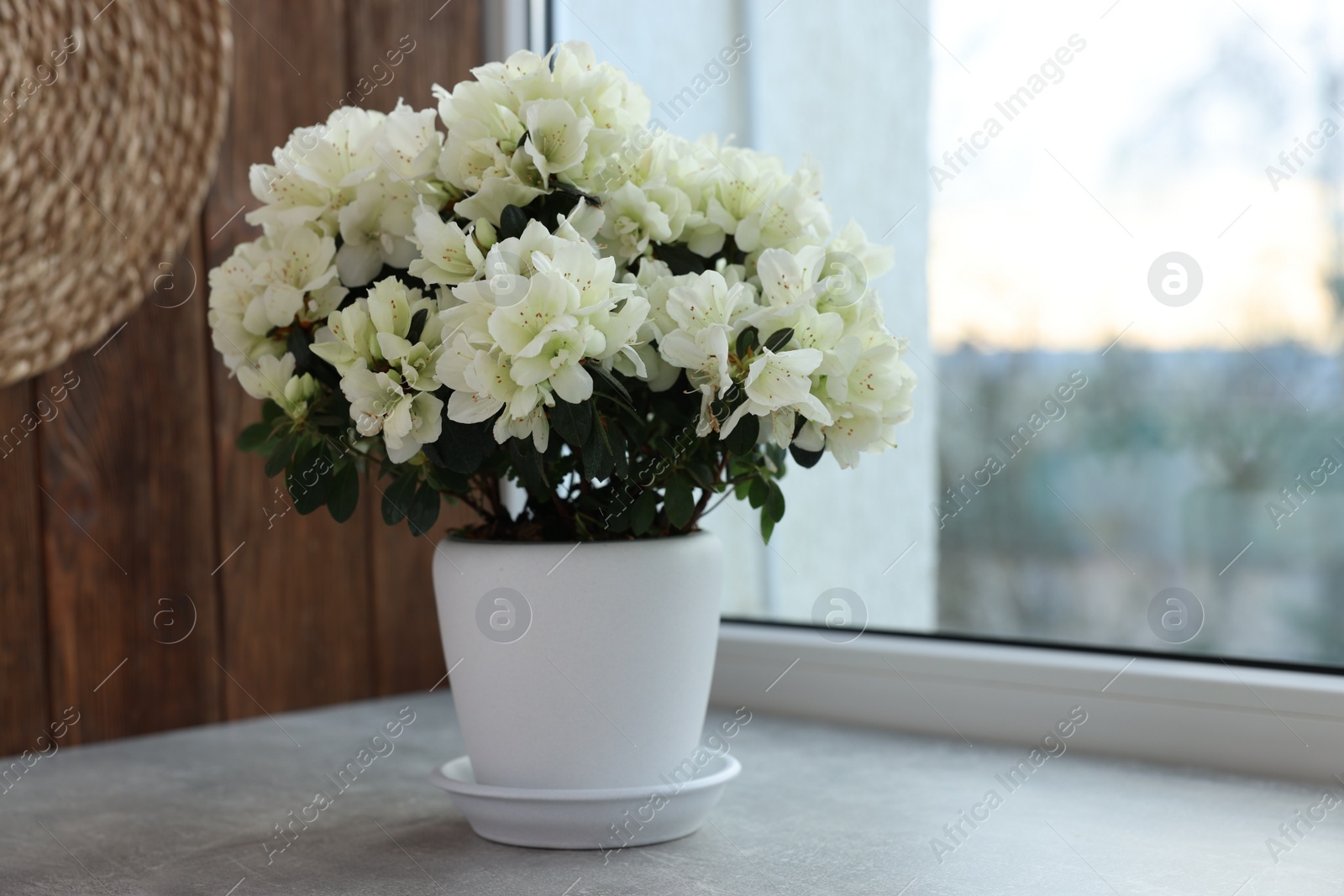 Photo of Beautiful azalea flowers in pot on windowsill indoors