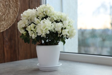 Beautiful azalea flowers in pot on windowsill indoors