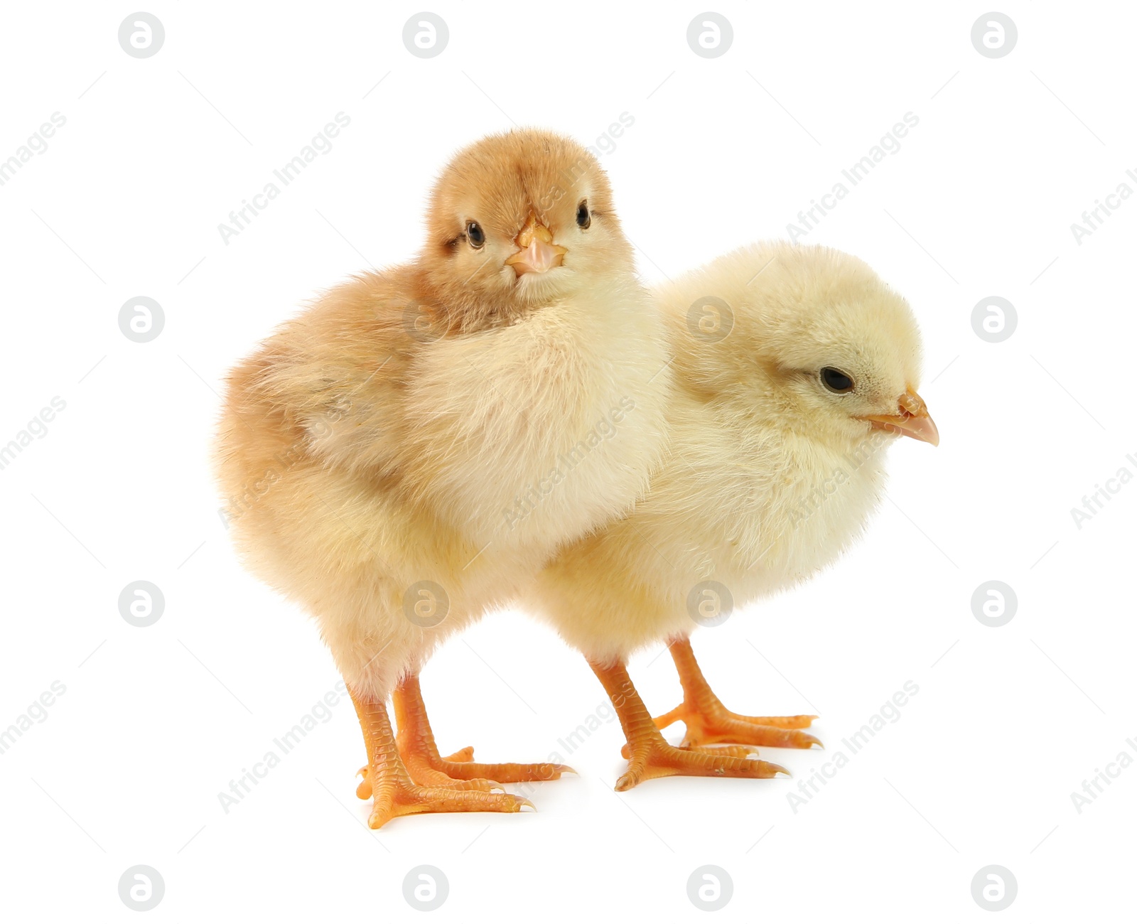 Photo of Cute chicks isolated on white. Baby animals