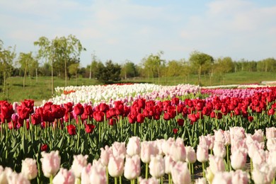 Photo of Beautiful colorful tulip flowers growing in field on sunny day