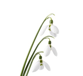 Photo of Beautiful snowdrops isolated on white. Spring flowers