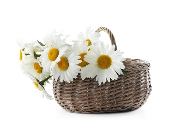 Wicker basket with beautiful chamomile flowers on white background