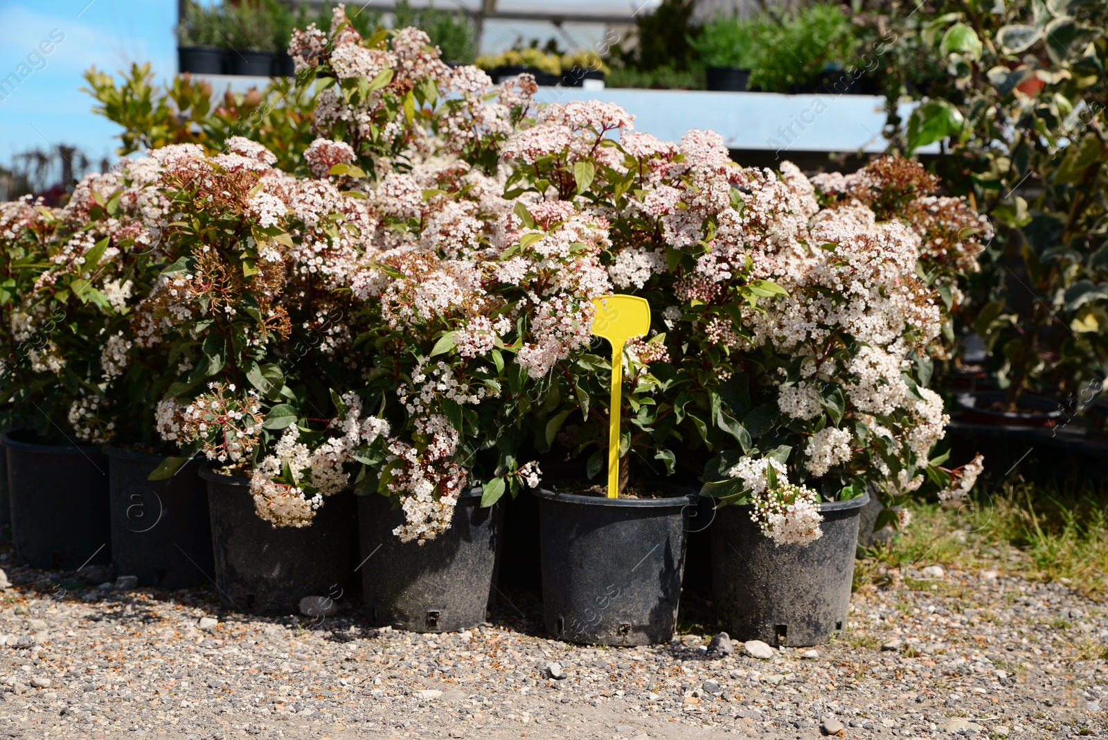 Photo of Many pots with Viburnum Tinus plants outdoors on sunny day