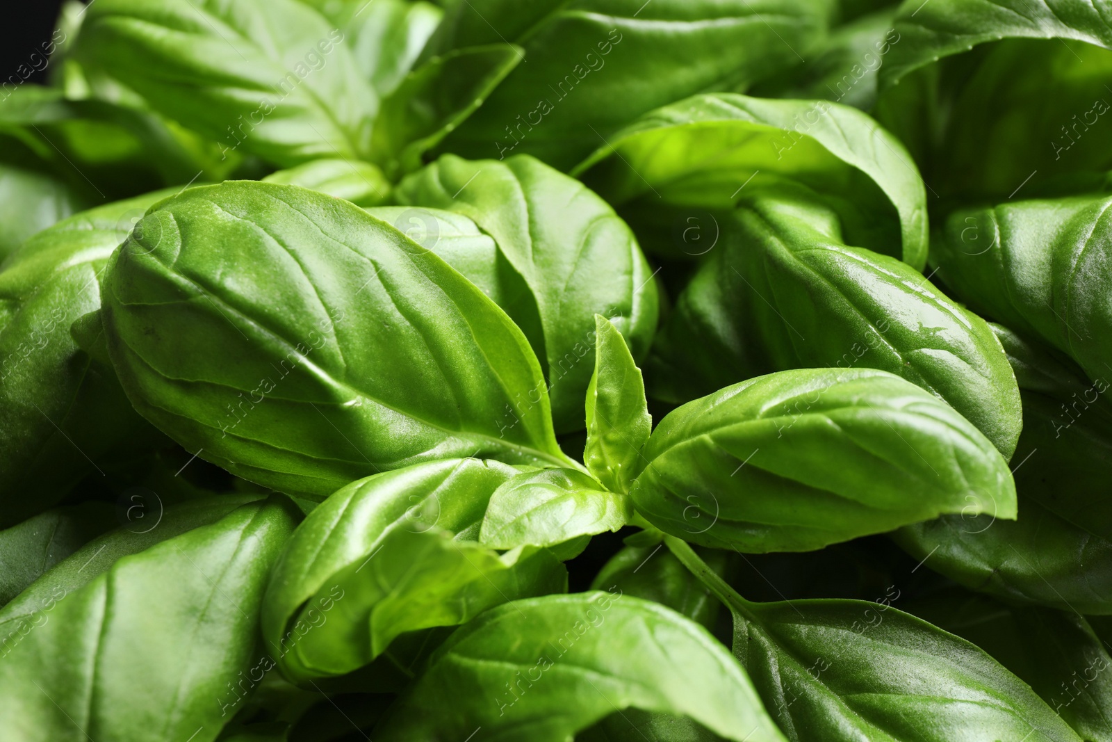 Photo of Fresh basil leaves as background, top view