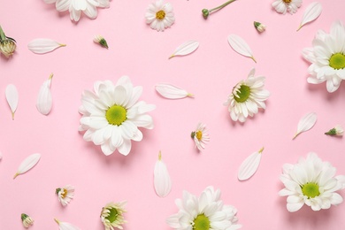 Beautiful white chamomile flowers on pink background, flat lay