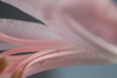 Beautiful pink Bowden flower on blurred background, macro view