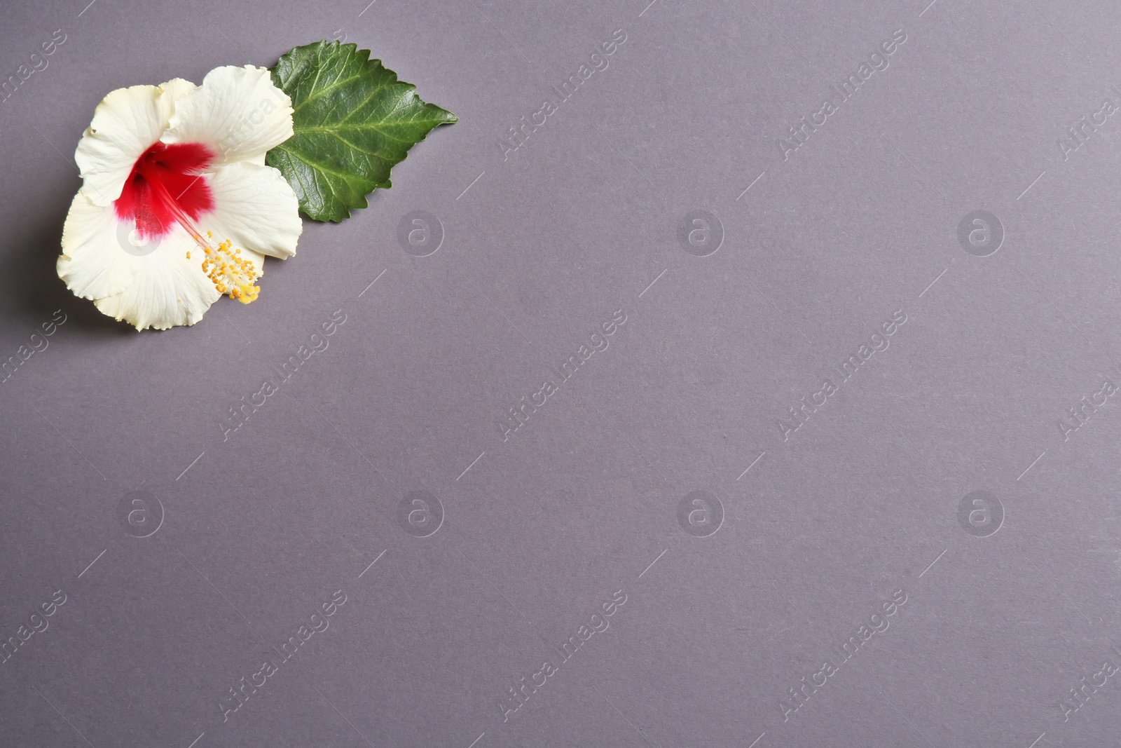 Photo of Beautiful tropical Hibiscus flower on color background with space for design, top view