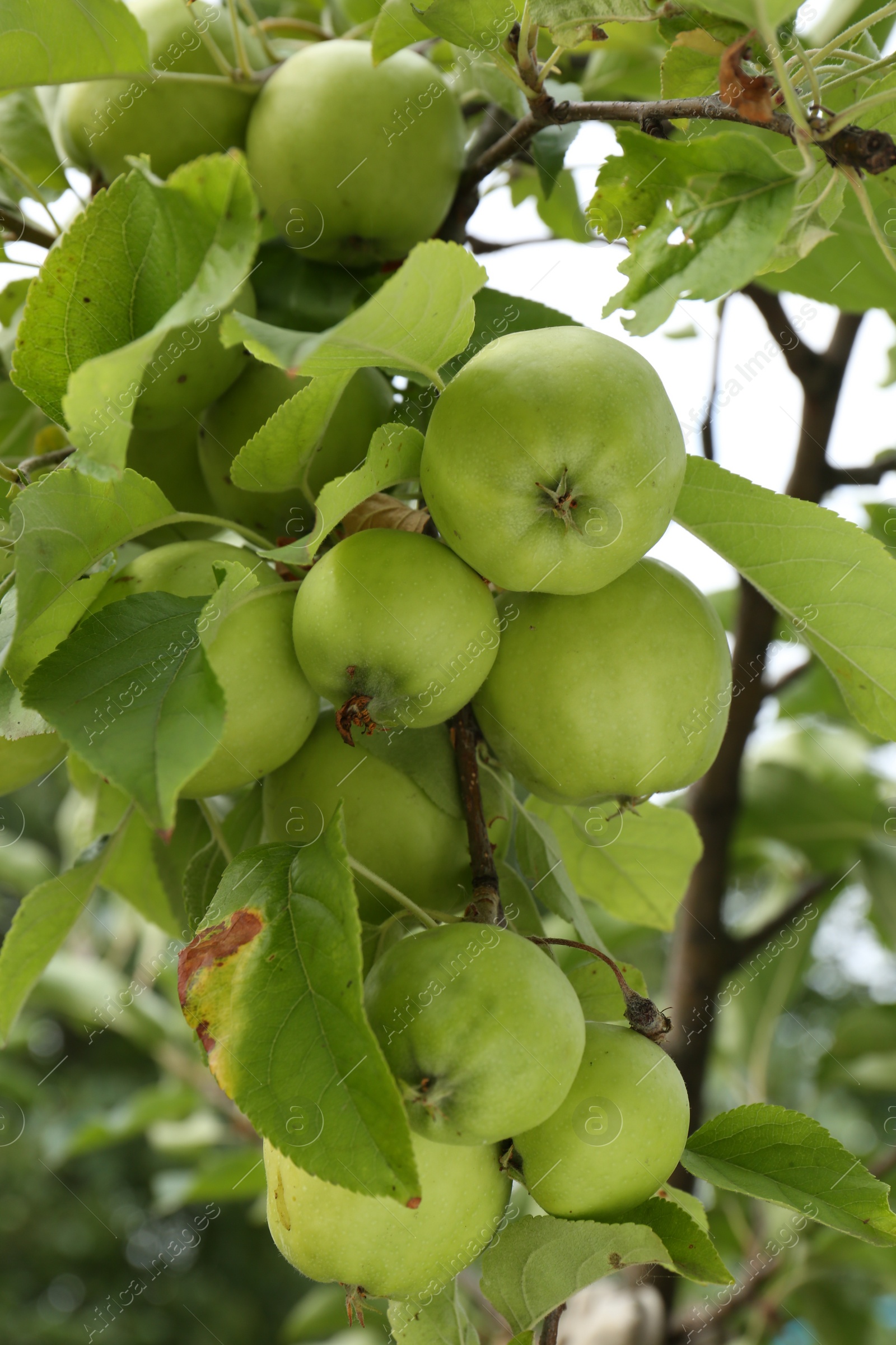 Photo of Green apples and leaves on tree branch in garden