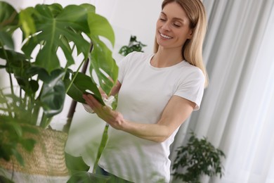 Photo of Woman wiping leaves of beautiful potted houseplants with cloth at home