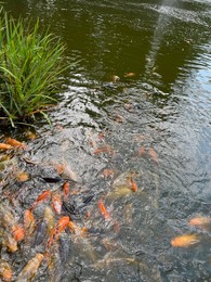 Many golden carps swimming in water outdoors