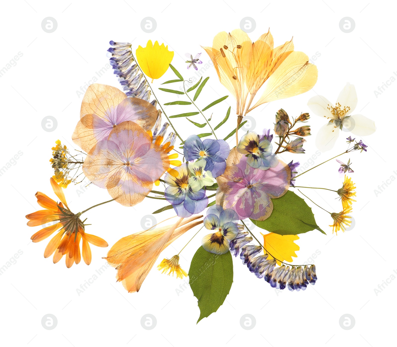 Photo of Wild dried meadow flowers on white background, top view