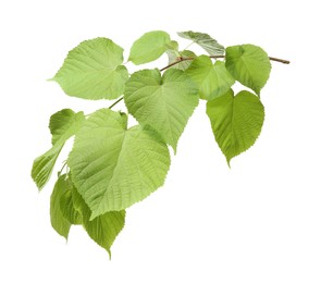 Photo of Branch of linden tree with young fresh green leaves isolated on white. Spring season