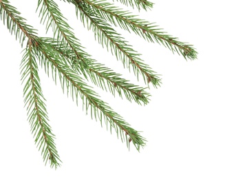 Photo of Branches of fir tree on white background