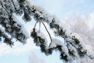 Photo of Fir branches covered with snow in winter morning, closeup